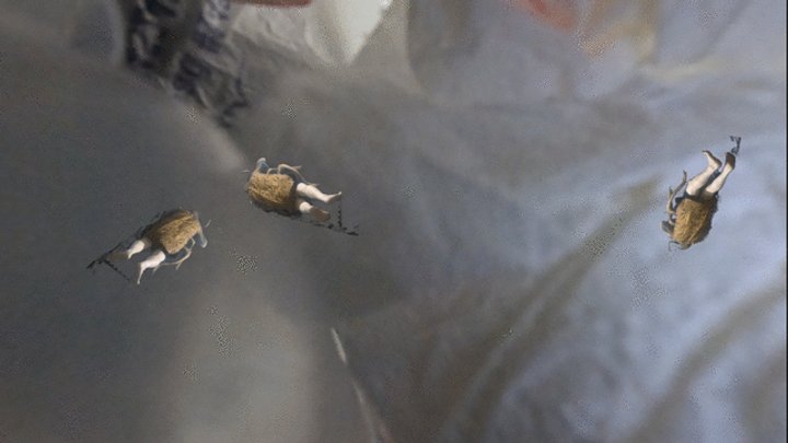 Mxdominionakacrushgoddess Clips - Unaware Giantess - Tinies Disguised as Roaches Hide in the Garbage, Shrinking Fetish, Giantess, Femdom 4k smaller
