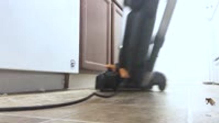 Mxdominionakacrushgoddess Clips - Unaware Giantess - Tinies in Roach Disguises vs the Giant Vacuum, Shrinking Fetish, Giantess, Femdom 1080 smaller